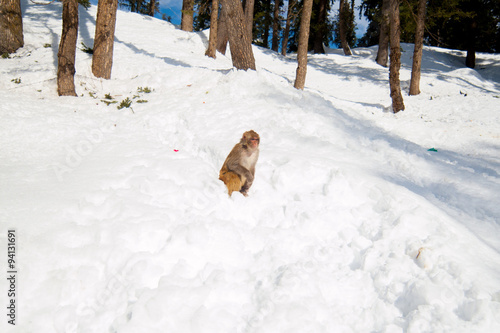 Monkey on snow © Dmitry Knyazev
