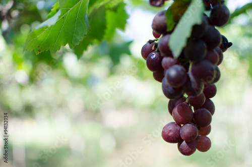 Fresh grape