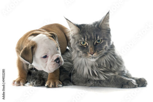 puppy english bulldog and cat © cynoclub