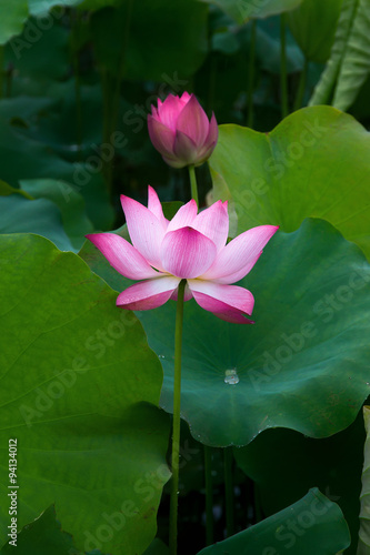 Lotus flower and Lotus flower plants