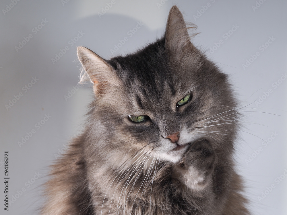 Усталый, грустный, утомленный. Портрет усталого кота. Кот забавно  придерживает лапой щеку и грустно смотрит зелеными глазами. Кот серый,  пушистый и очень усталый. Коту все надоело Stock Photo | Adobe Stock