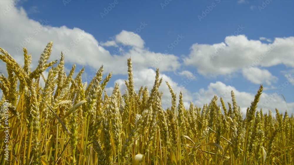 Wheat heads in a field against blue sky on a summer's day. Wheat heads in a field against blue sky on a summer's day.