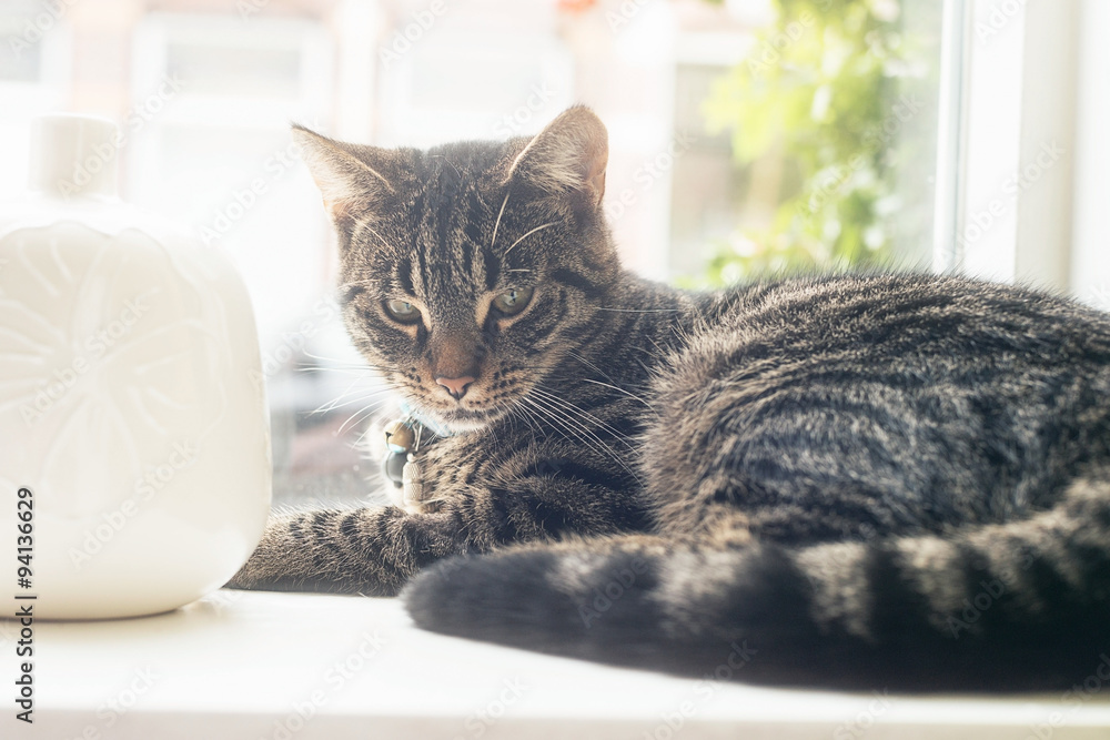 Young lazy tabby cat lying in window sill.