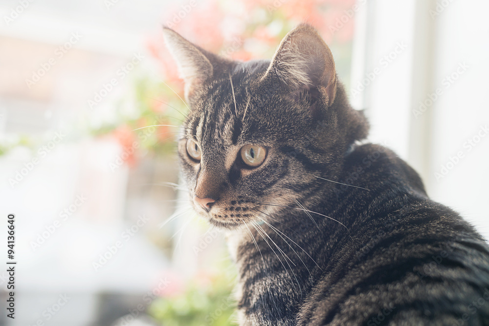 Young tabby cat sitting in front of window looking towards camer Young tabby cat sitting in front of window looking towards camer