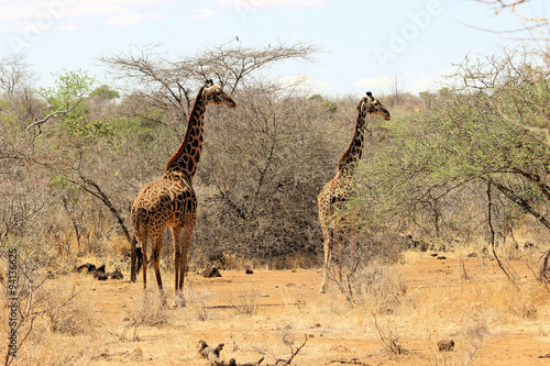 Zwei Giraffen