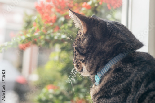 Fototapeta Naklejka Na Ścianę i Meble -  Young tabby cat looking out window.
