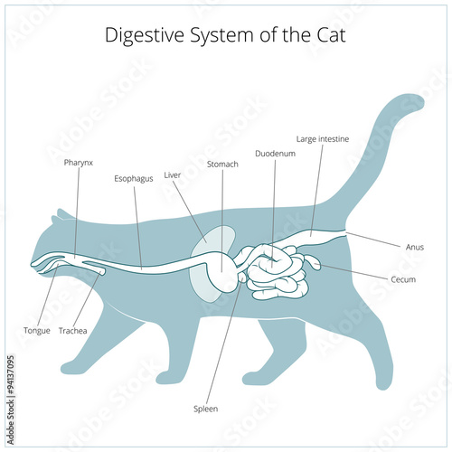 Digestive system of the cat vector illustration