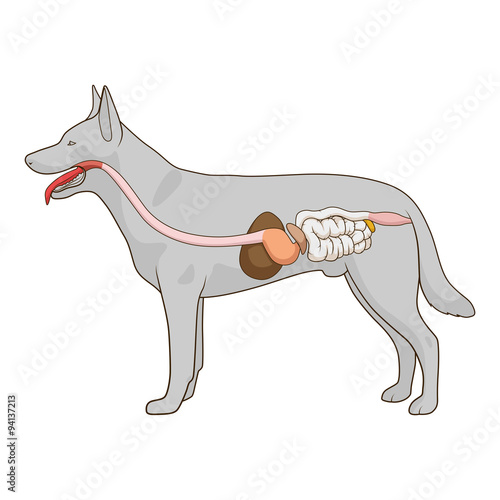 Fototapeta Naklejka Na Ścianę i Meble -  Digestive system of the dog vector illustration