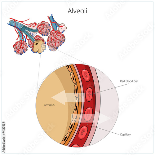 Alveoli vector illustration