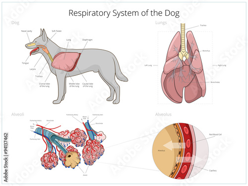 Respiratory system of the dog vector illustration