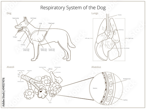 Respiratory system of the dog vector illustration