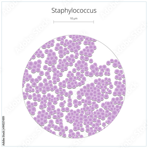 Staphylococcus bacterium vector illustration photo