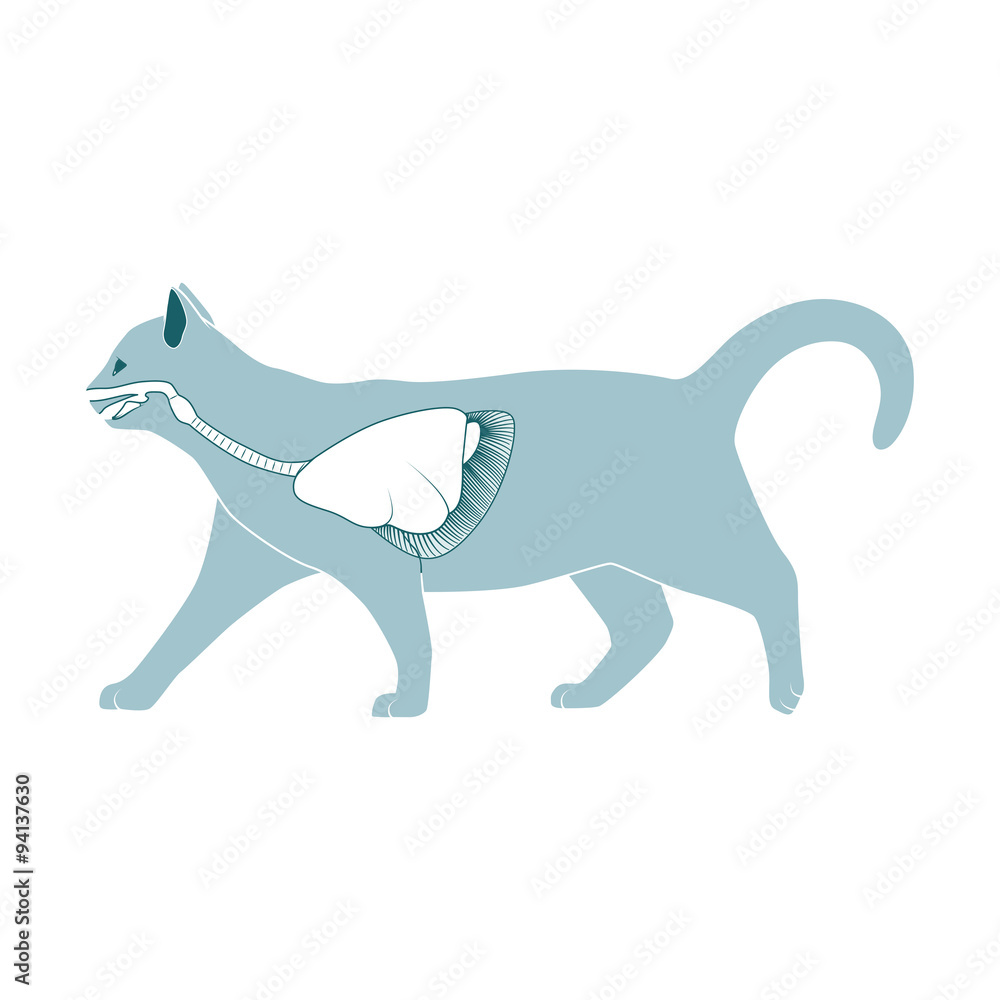 Respiratory system of the cat vector illustration