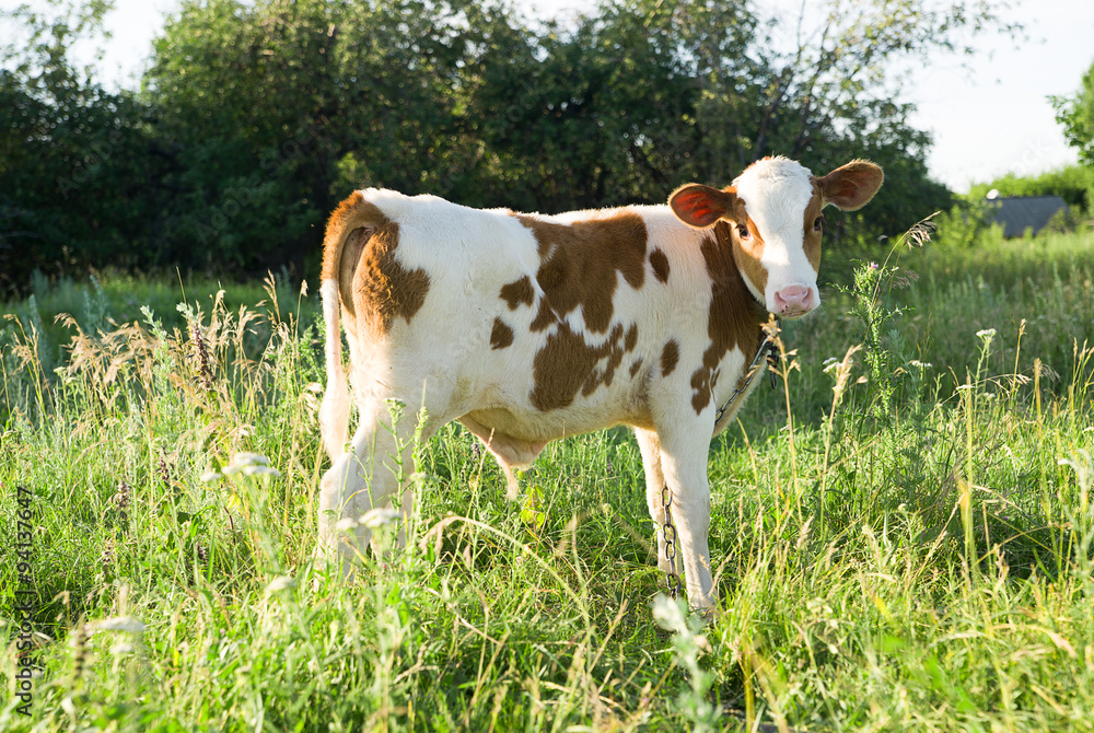 Spotted Calf grazing on a green field