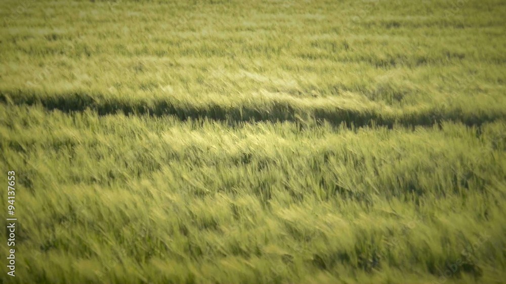 Green wheat crop waving in the wind on a spring day. Green wheat crop waving in the wind on a spring day.