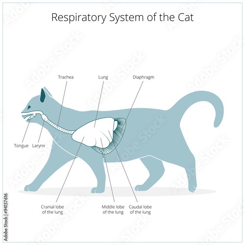 Respiratory system of the cat vector illustration