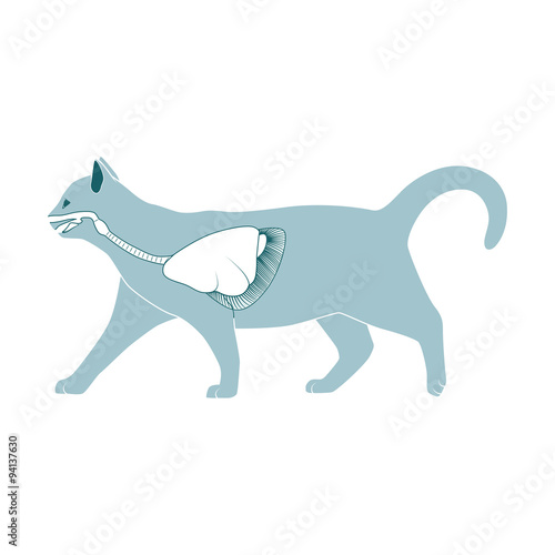 Respiratory system of the cat vector illustration