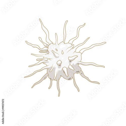 Platelet thrombocyte blood cell vector