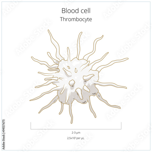 Platelet thrombocyte blood cell vector