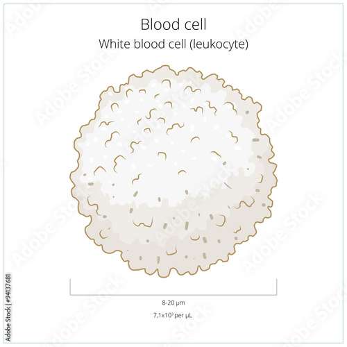 White blood cell leukocyte vector illustration