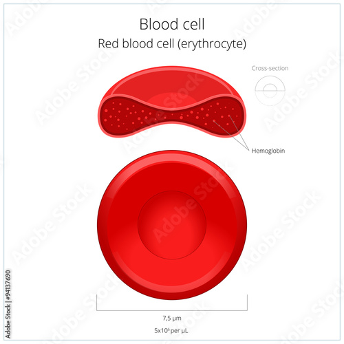 Red blood cell erythrocyte vector illustration