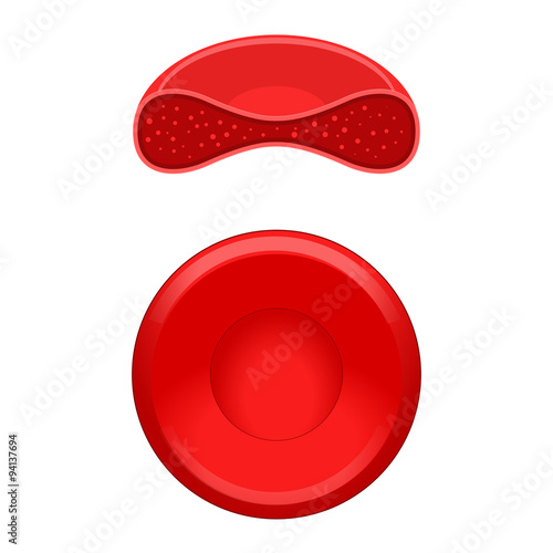 Red blood cell erythrocyte vector illustration