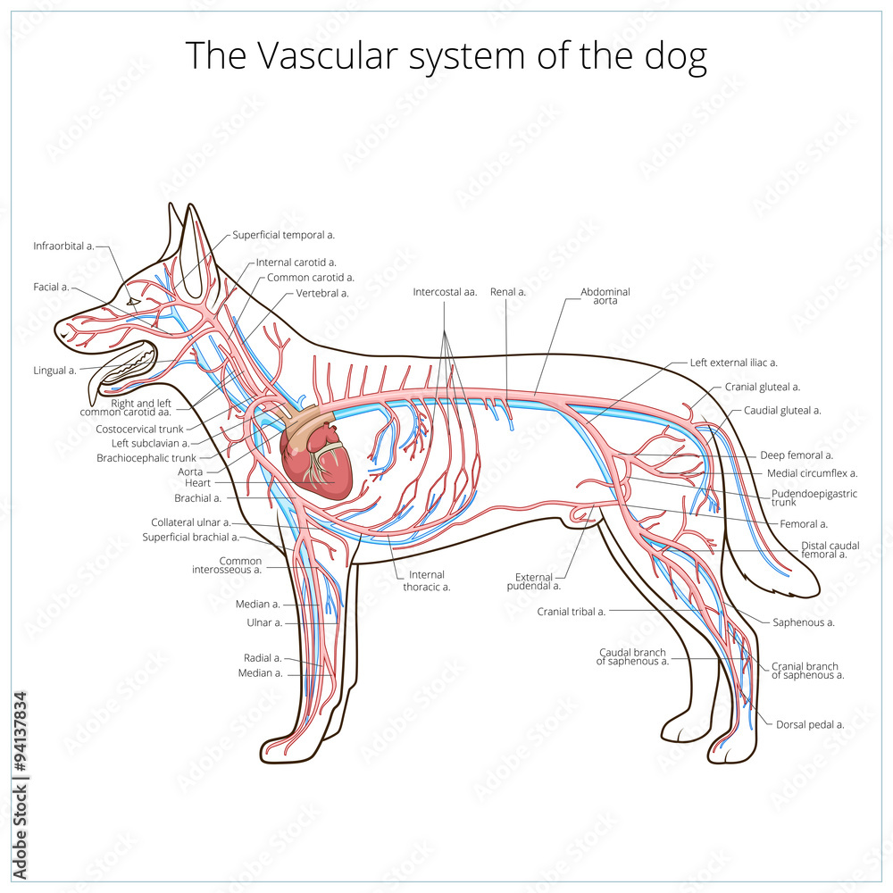 6 Best Circulatory System Of A Dog Images Stock Photos Vectors Adobe Stock