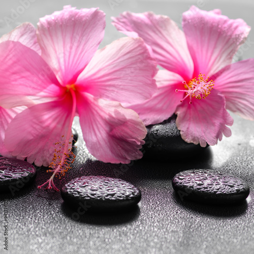 beautiful spa background of pink hibiscus flowers on zen basalt