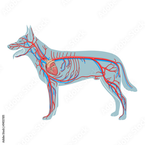 Vascular system of the dog vector illustration