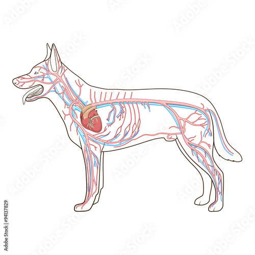 Vascular system of the dog vector illustration