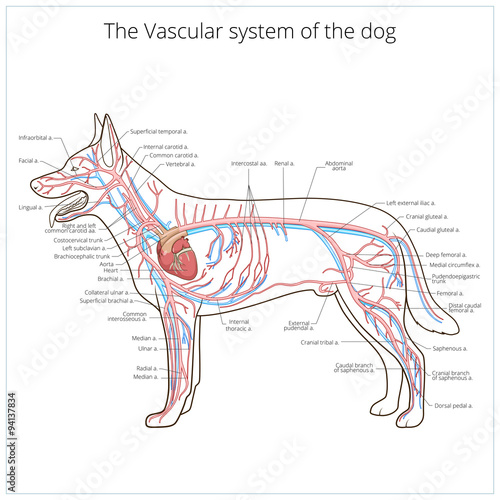 Vascular system of the dog vector illustration photo