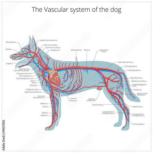 Vascular system of the dog vector illustration photo