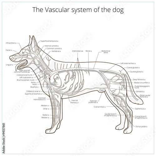 Vascular system of the dog vector illustration