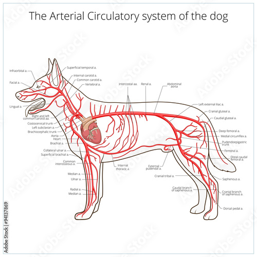 Arterial circulatory system of the dog vector