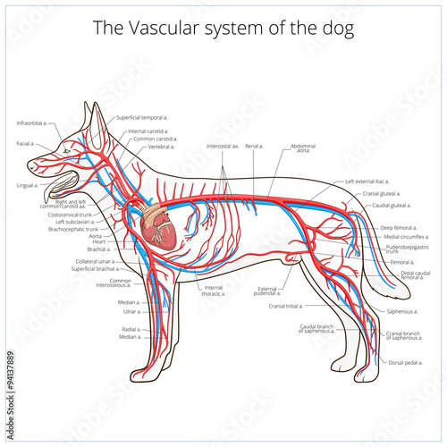 Vascular system of the dog vector illustration