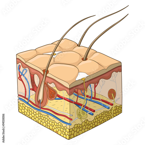 Skin structure vector illustration