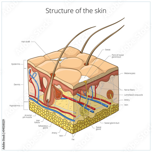 Skin structure vector illustration