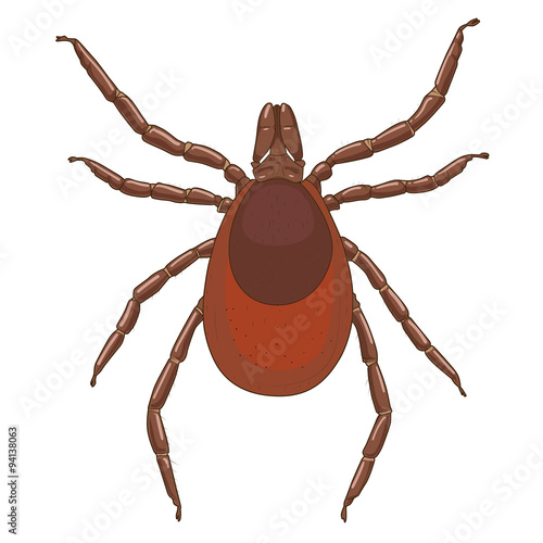 tick mite insect vector illustration