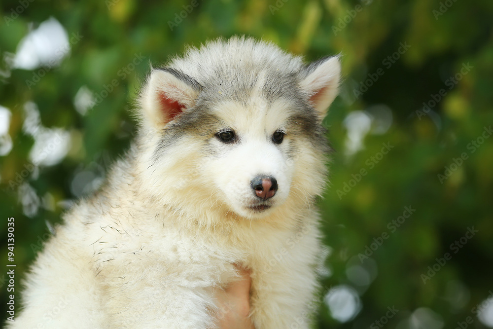 White Malamute. puppy. 2 months White Malamute. puppy. 2 months