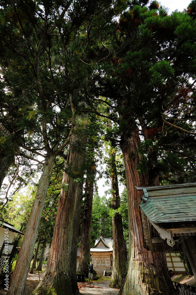 雨降宮嶺方諏訪神社の大木