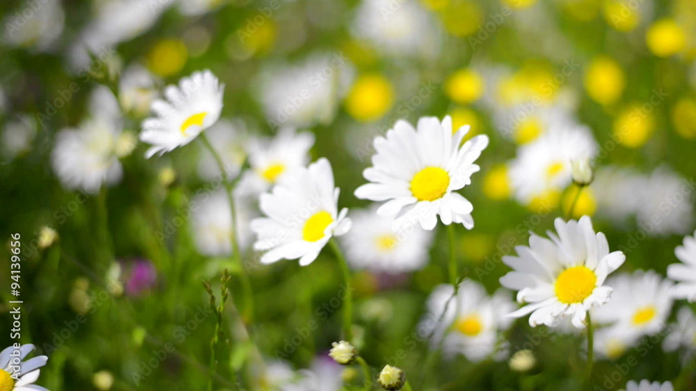 Field of Wildflowers dancing in the wind on a spring day. Field of Wildflowers dancing in the wind on a spring day.