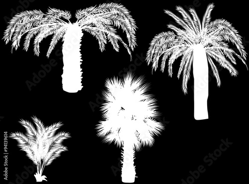 four palm silhouettes isolated on black