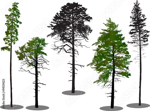 five high pine trees on white