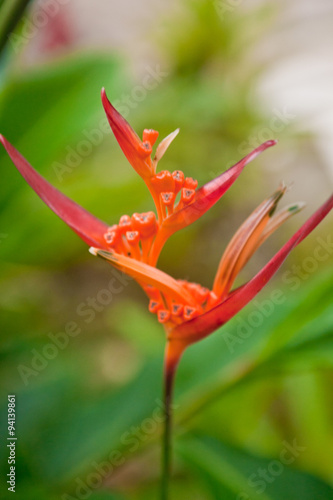 Exotic flower. In warmer climates , such as the Rio , a lot of exotic flowers . A variety of inflorescences , brightness , richness of colors , extremely bizarre forms