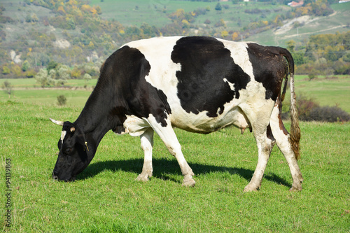 Cow grazing on a green meadow