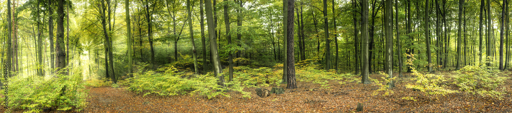 Wald mit Sonnenstrahlen, Panorama - obrazy, fototapety, plakaty 