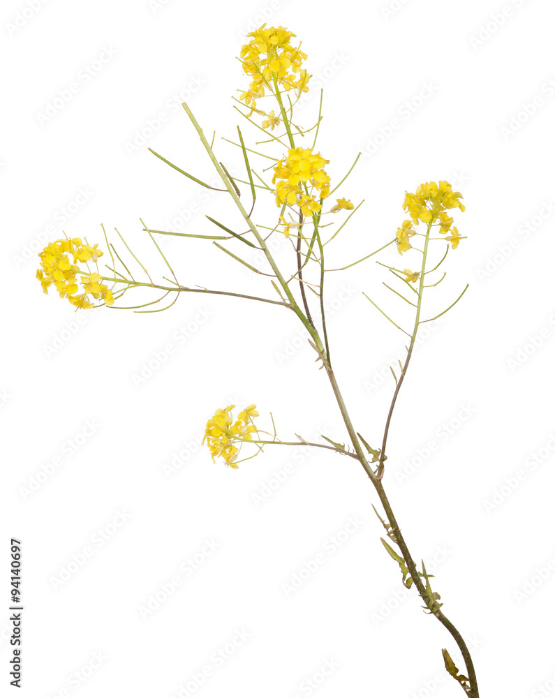 small gold isolated wild flowers