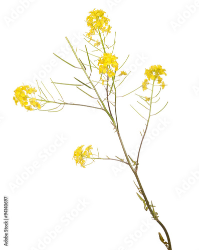 small gold isolated wild flowers © Alexander Potapov