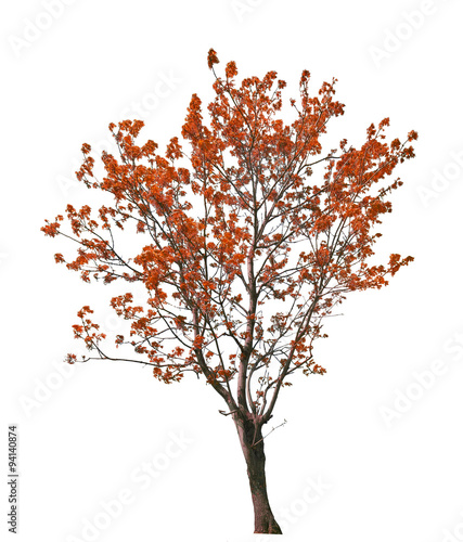 dark red tree isolated on white