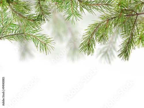 green pine branches isolated on white